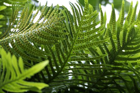 Green undergrowth spores