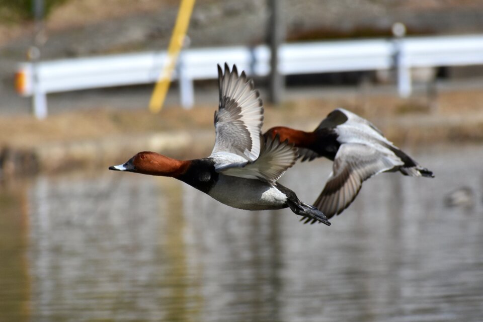 Bird wild birds waterfowl
