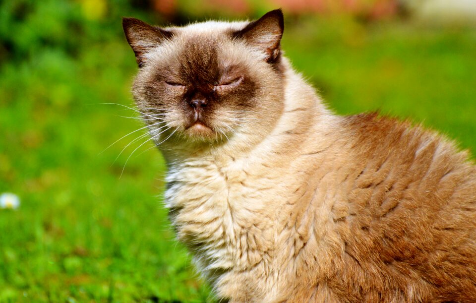Mieze british shorthair cat thoroughbred
