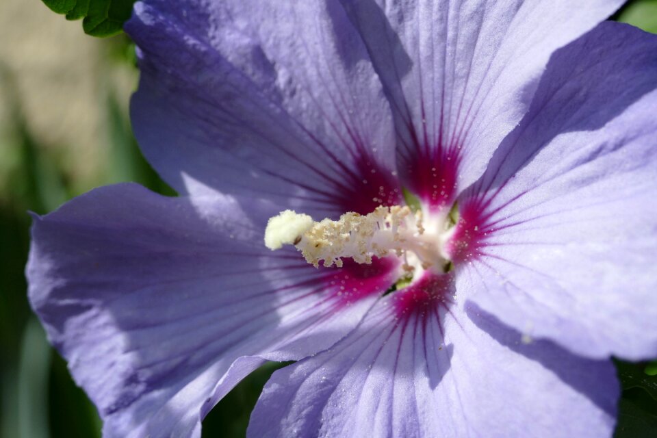 Hibiscus mallow purple