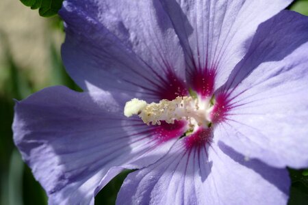Hibiscus mallow purple