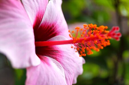 Bloom pink seeds was