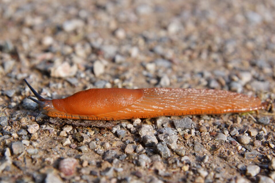 Snail animal forest