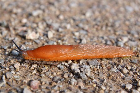 Snail animal forest