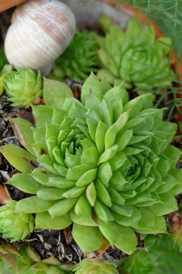 Waxflower stone garden rosette