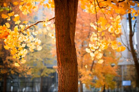 Sheet season maple