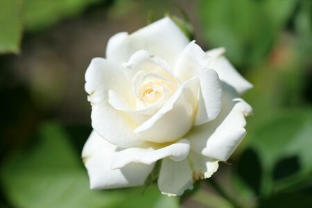 White flower white roses pink photo
