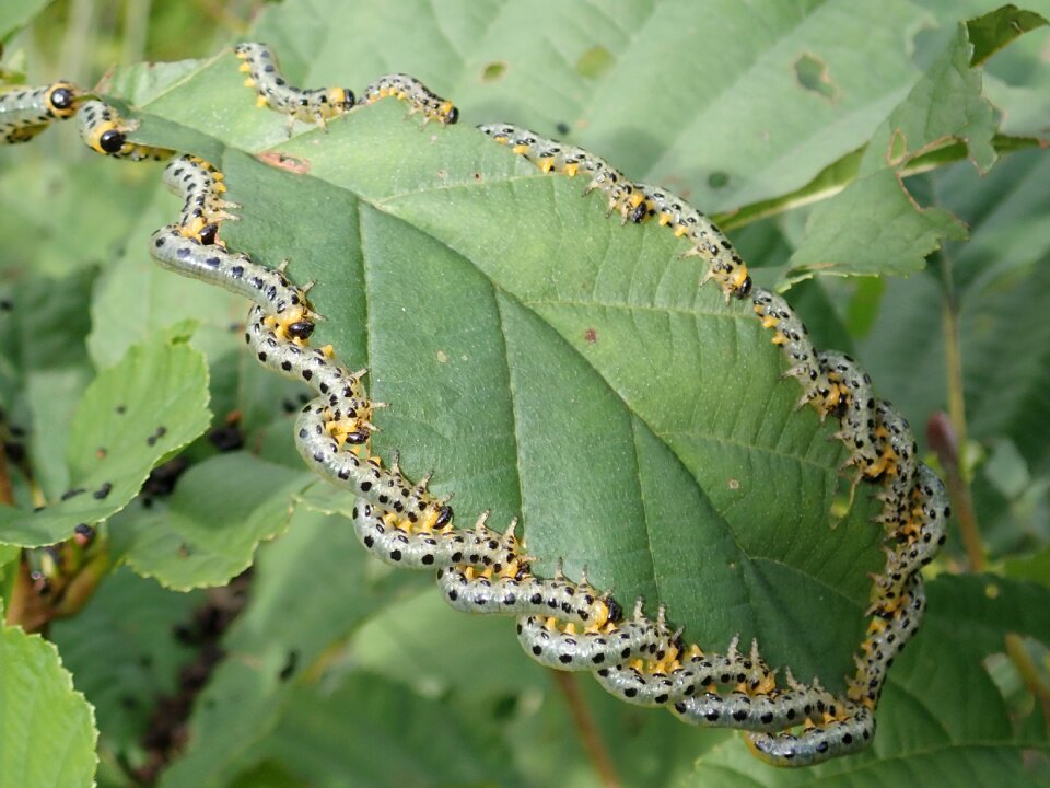 Breitfüssige birch leaf wasp insect wasps