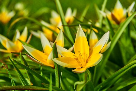 Tulipa tulip lilies photo