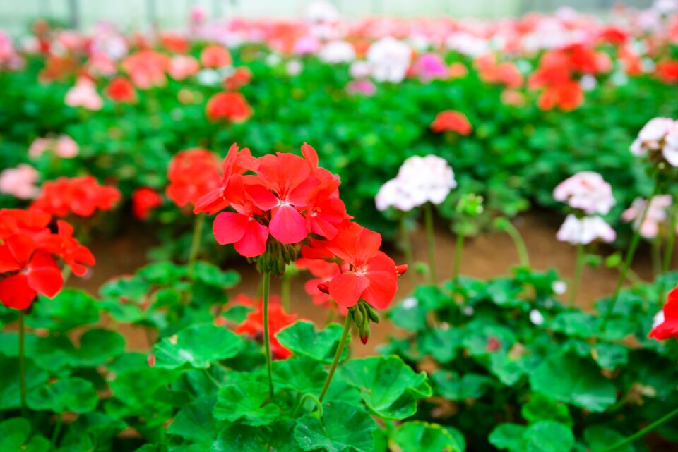 Nature summer spring