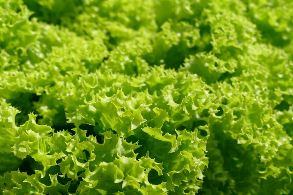 Salad leaf lettuce krause leaves
