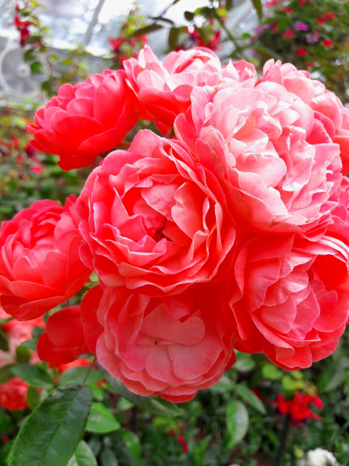 Nature pink red flowers