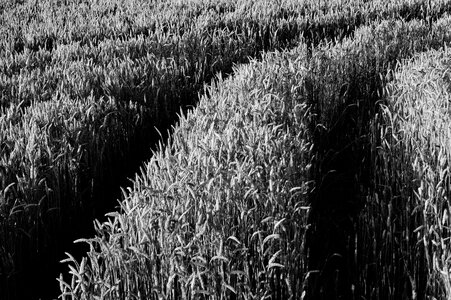 Rice plantation black and white photo