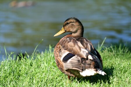 Wild duck pond ornithology photo