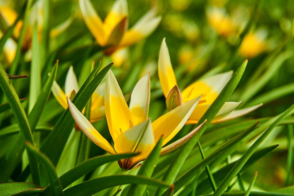 Tulipa tulip lilies