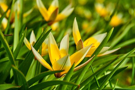 Tulipa tulip lilies photo