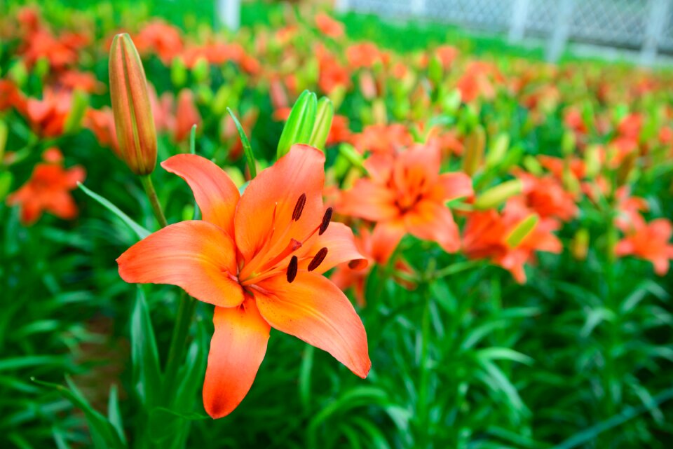Nature summer spring