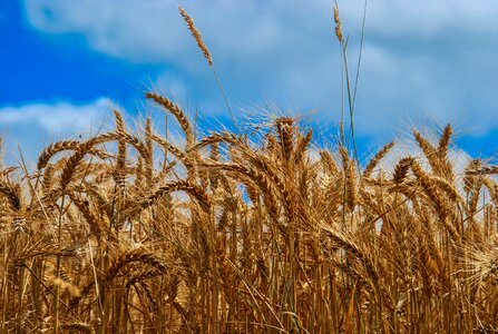Harvest bread seed