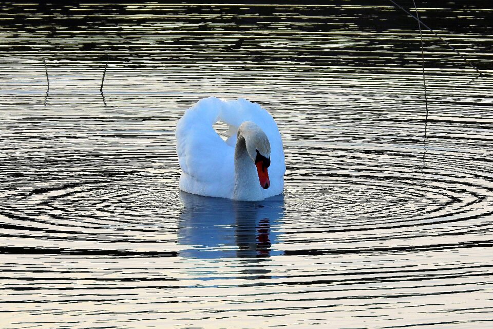 The wave is reflected birds swan