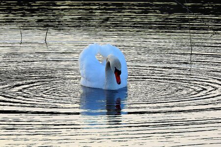 The wave is reflected birds swan