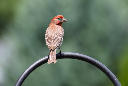 Bird sparrow male sparrow photo