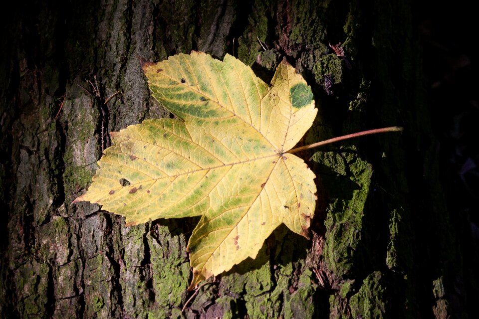 Tree bark forest
