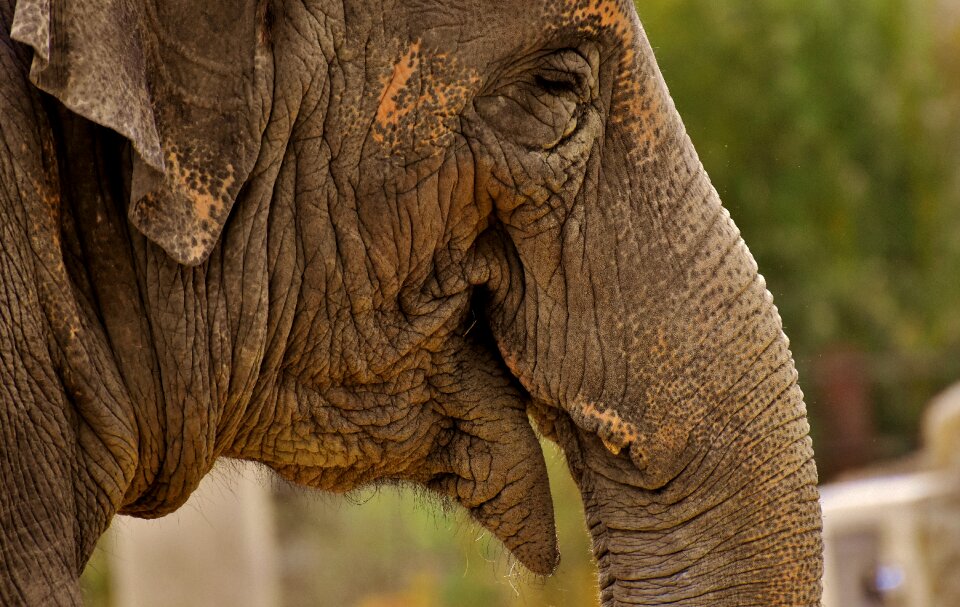 Animal animal portrait africa