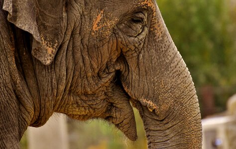 Animal animal portrait africa
