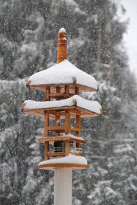 Temple nesting box bird photo