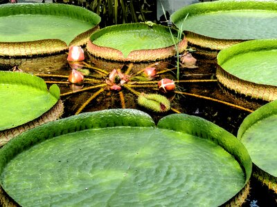 Lily water plant pond plant