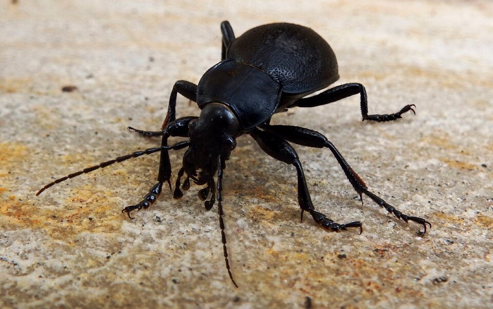 Beetle carabus black