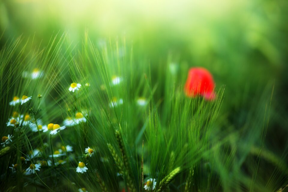 Summer field poppy
