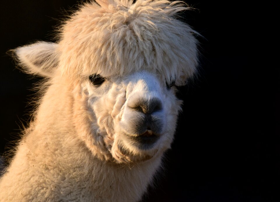 Female fluffy fur