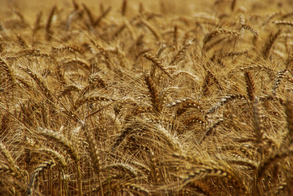 Gold approach seed