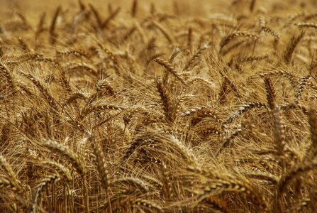 Gold approach seed