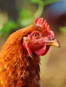 Free range livestock farm