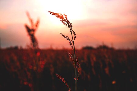 Wild flowers field