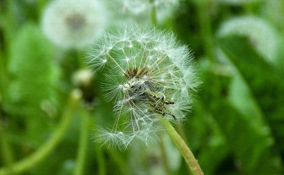 Sheet shoots dandelion