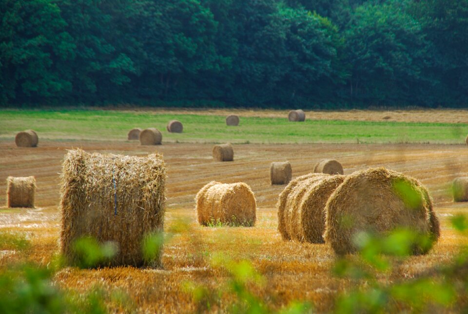 Farm landscape field