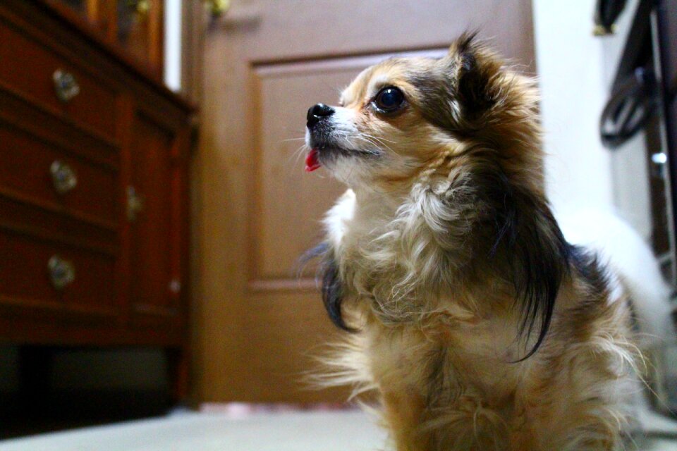 Animal domestic little