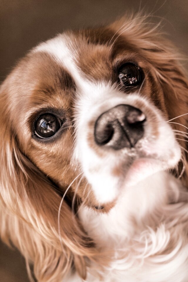 Charles spaniel pet