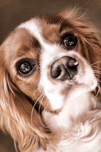 Charles spaniel pet