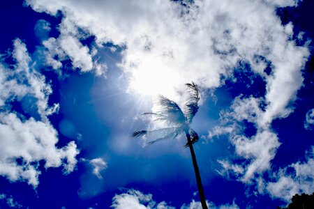 Palm tree blue sky clouds air photo