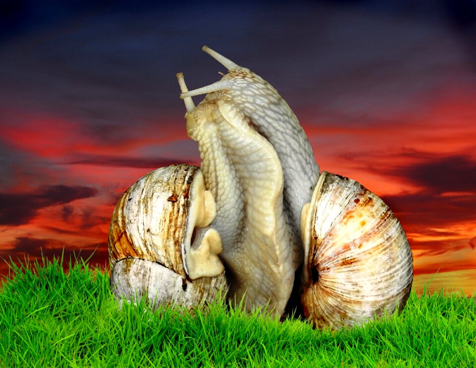 Grass snail romance