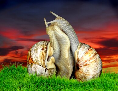 Grass snail romance