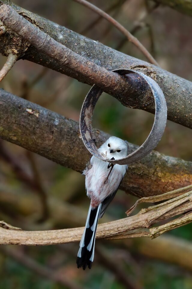 Long tailed tit animal world tree