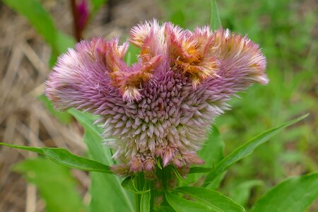 Pink garden nature photo