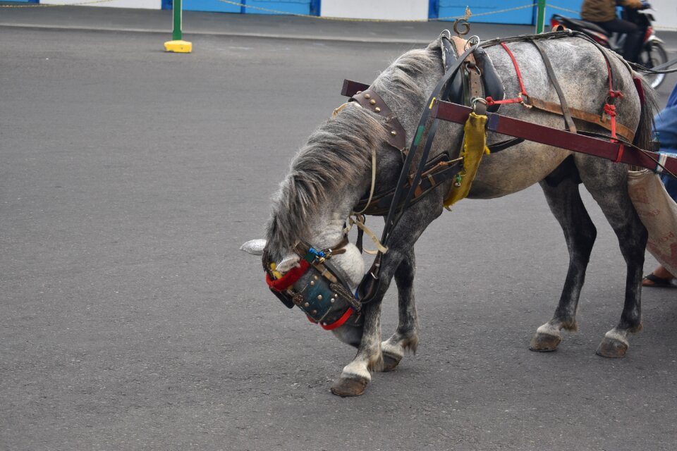 Power horseback head