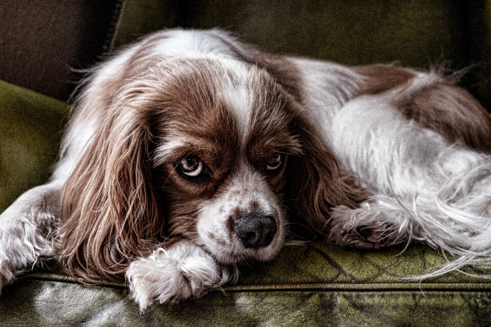 Canine domestic breed