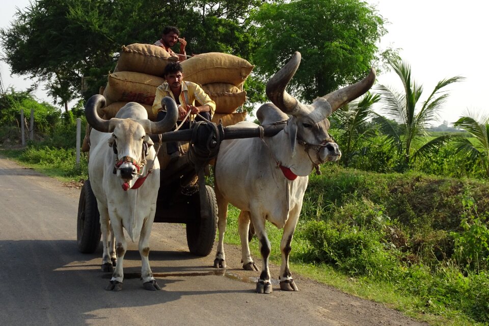 Cattle kankrej indian photo